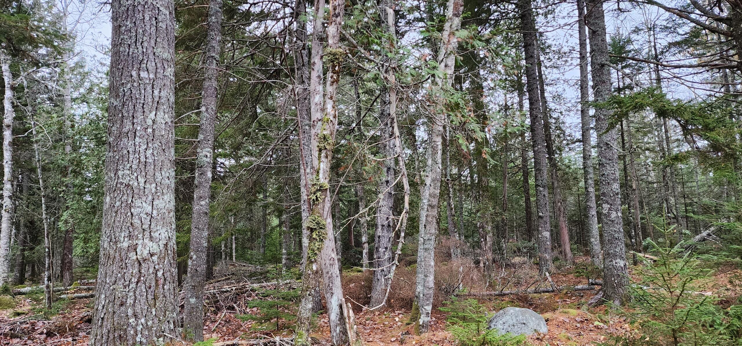 Resized_20221024_080651_1737558704597