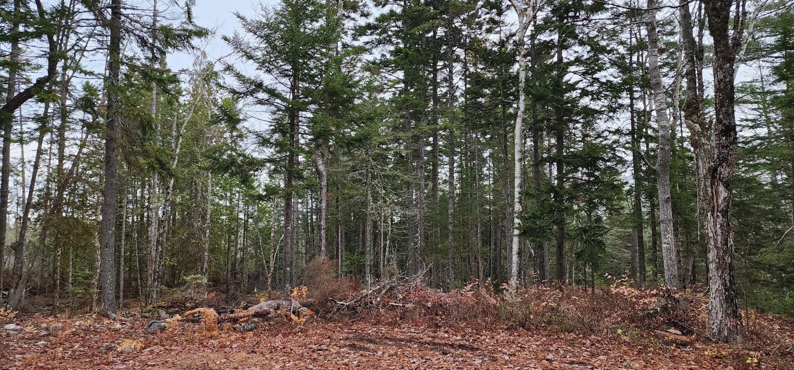 52 Harls Camp Road Jonesboro, ME 04634 - Photo 3 of 5 Resized_20221024_080711_1737558706218