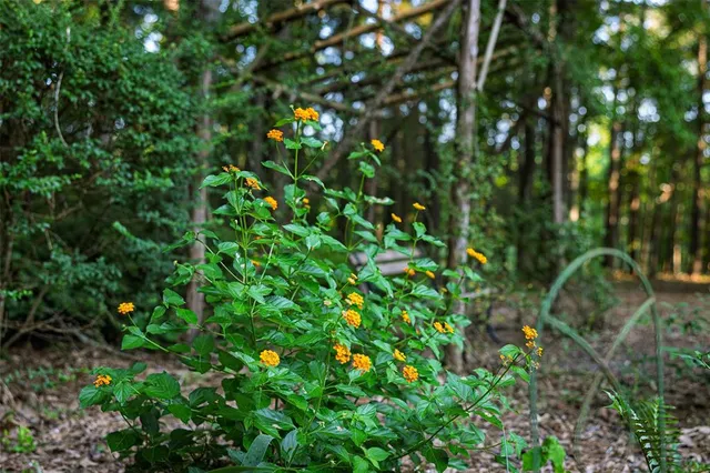 $588,973 | 329 County Road 2804, Alto, TX 75925