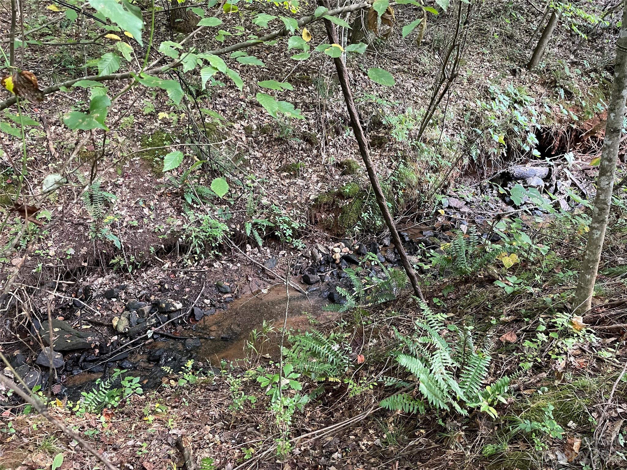 a view of a forest with plants and trees