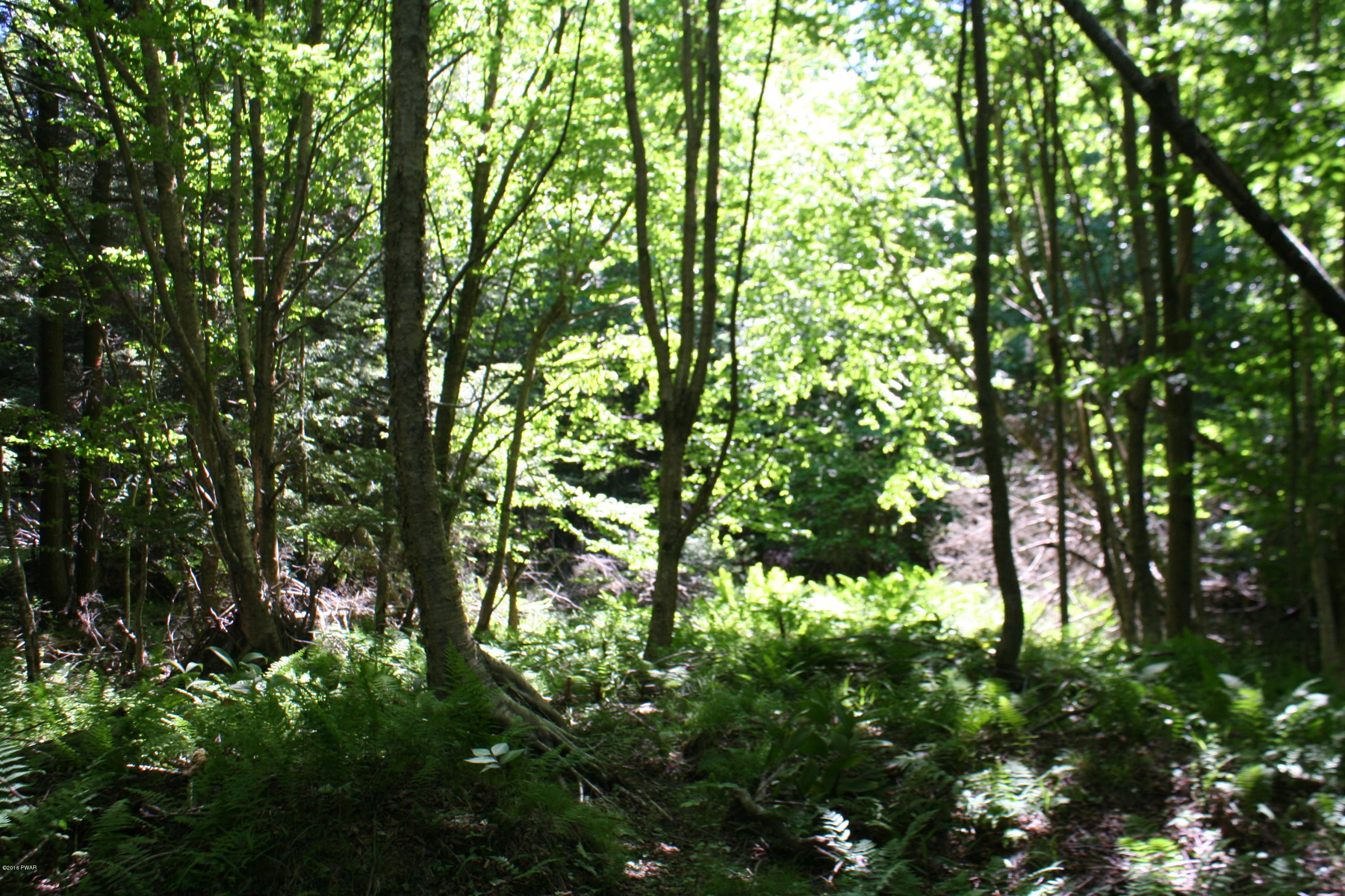 813 Dix Road Pleasant Mount, PA 18453 - Photo 45 of 47 Woods