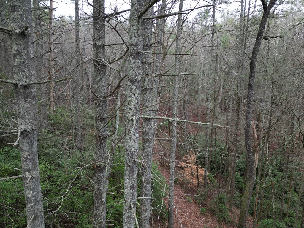 Tbd Dillard Road Murphy, NC 28906 - Photo 19 of 21