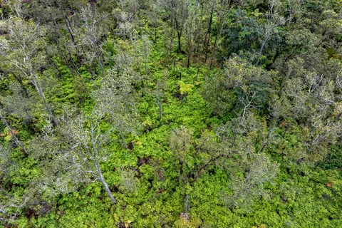 $50,000 | Anuhea Street, Volcano, HI 96785