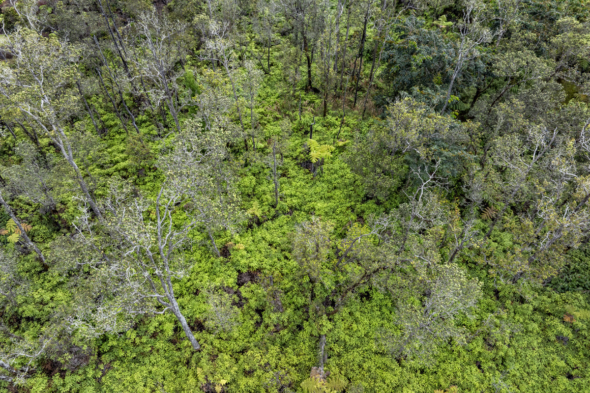 Anuhea Street Volcano, HI 96785 - Photo 21 of 21