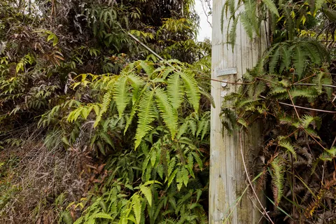 $50,000 | Anuhea Street, Volcano, HI 96785