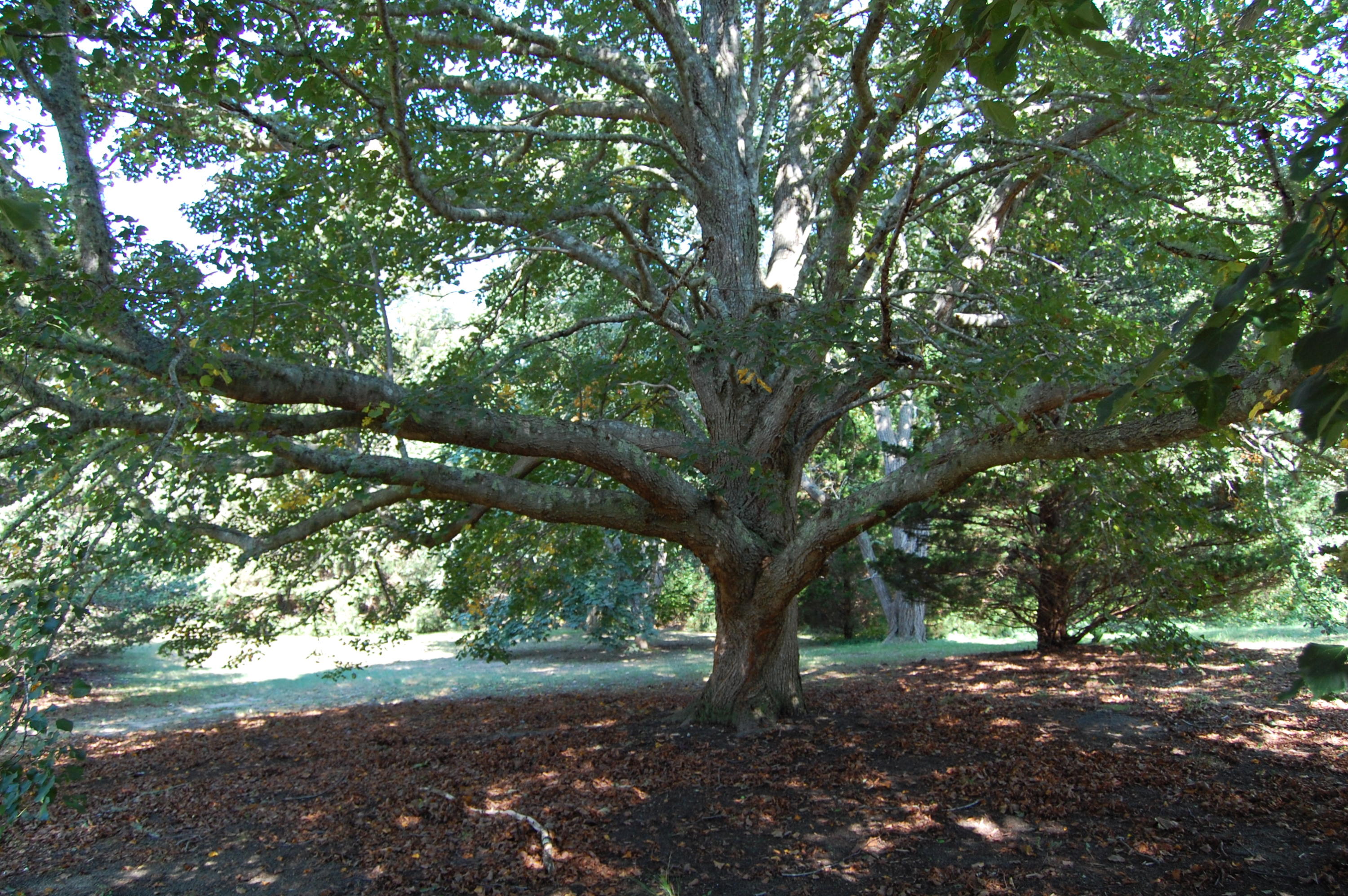 35 Nickerson Road Eastham, MA 02642 - Photo 22 of 35 a view of a tree in the middle of a yard