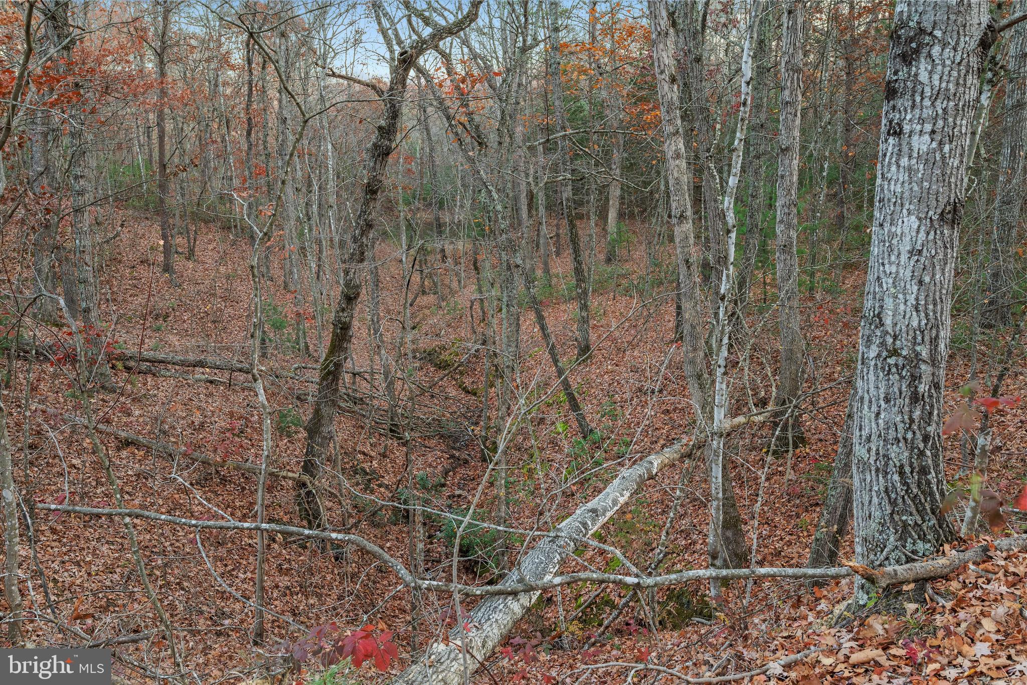 Tbd Tbd Fort Valley Fort Valley, VA 22652 - Photo 10 of 21
