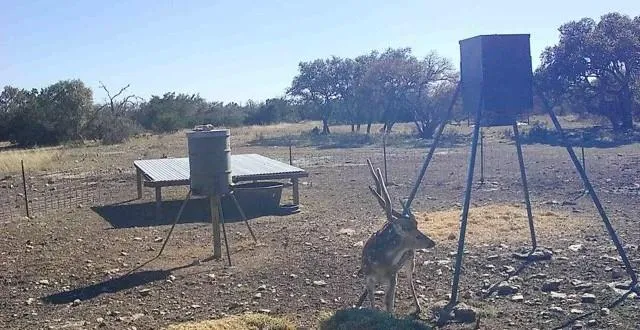 a view of a dry yard with lots of trees