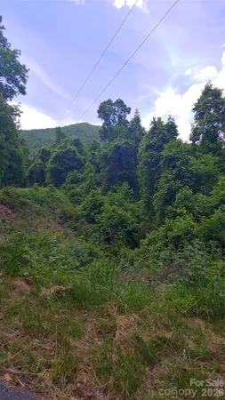 a view of a big yard with large trees