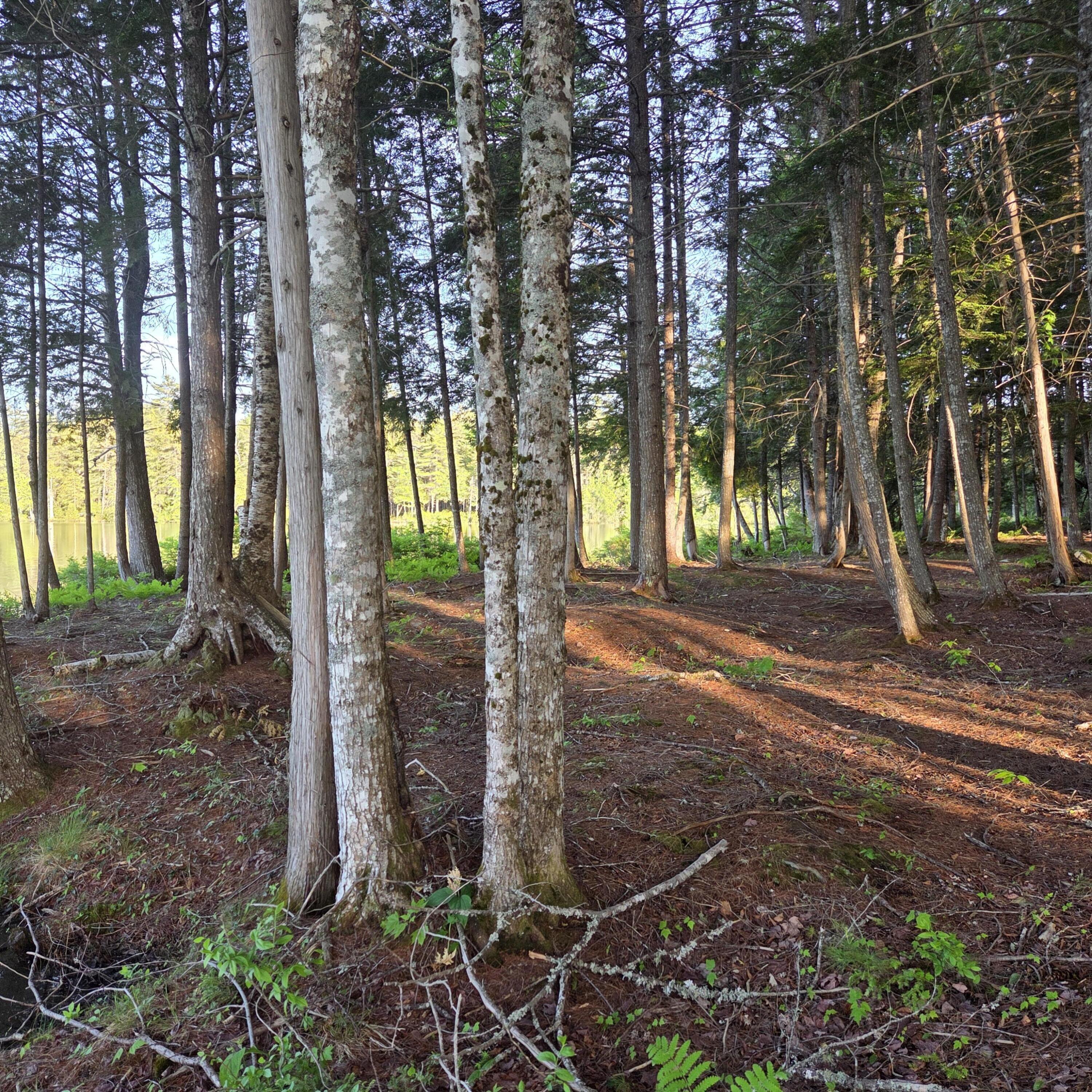 74 Eagle Ridge Road Lincoln, ME 04457 - Photo 8 of 32