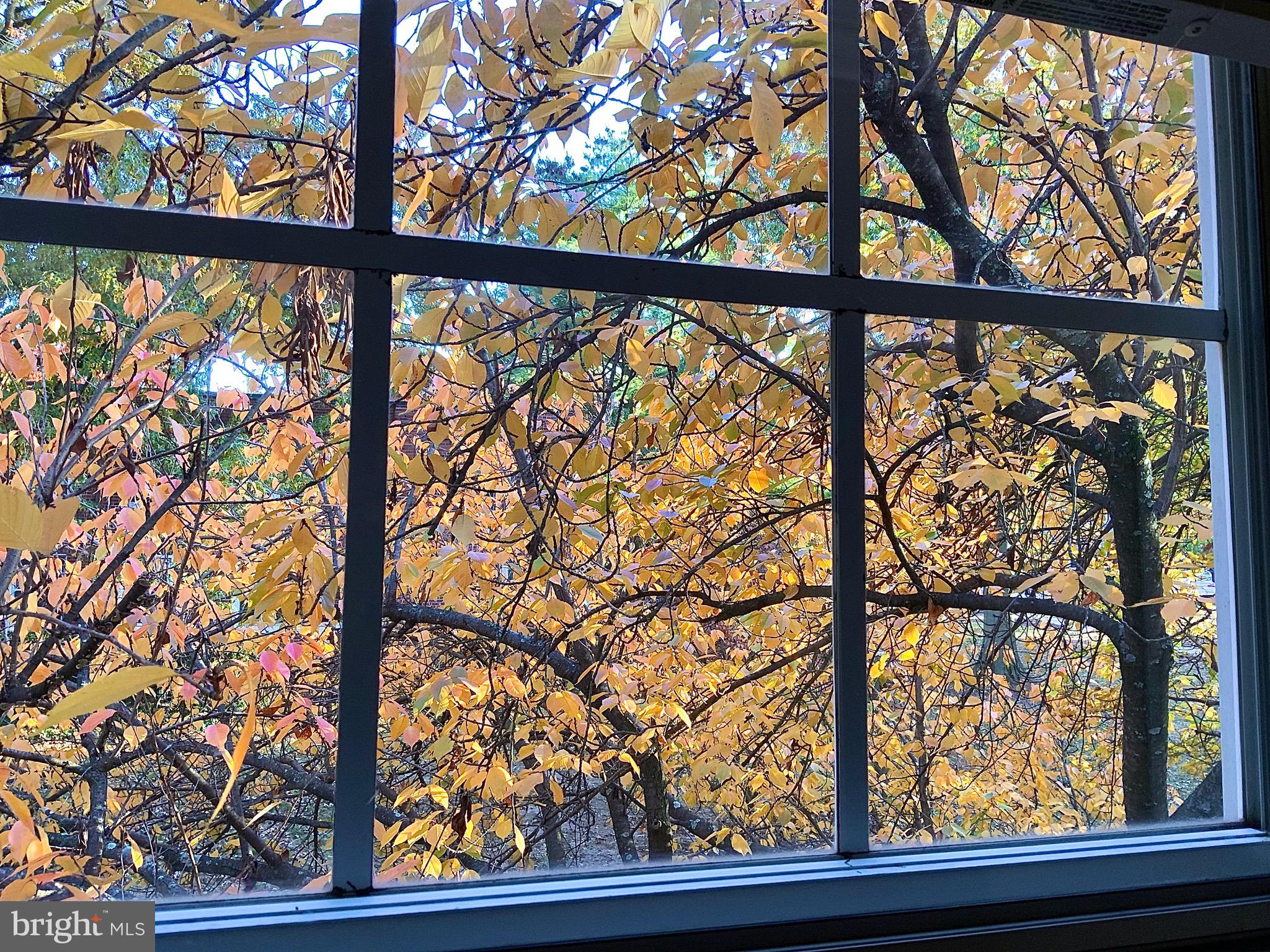 2007 Key Boulevard, Unit 589 Arlington, VA 22201 - Photo 11 of 16 a view of trees from a window