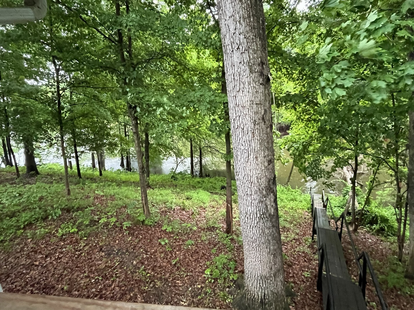 1890 Lackey Lane Centralia, IL 62801 - Photo 27 of 30 a view of lush green forest