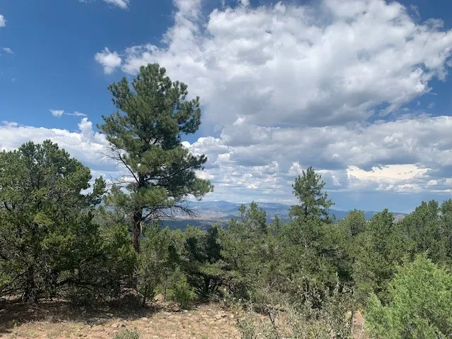 a view of a garden with plants and trees