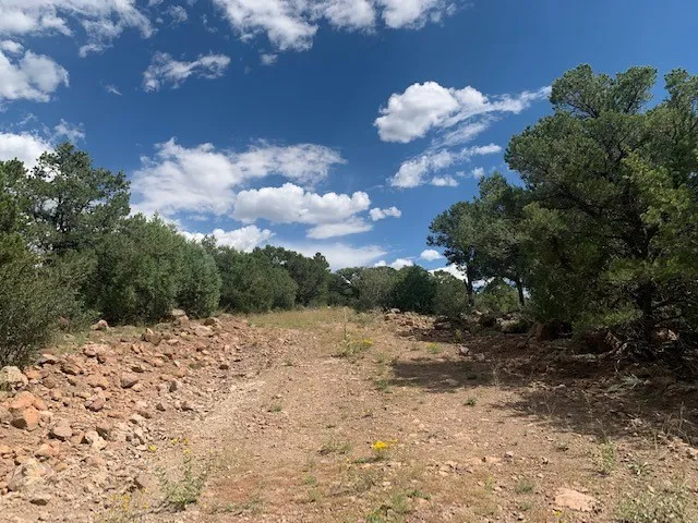 a view of a dry yard with lots of trees