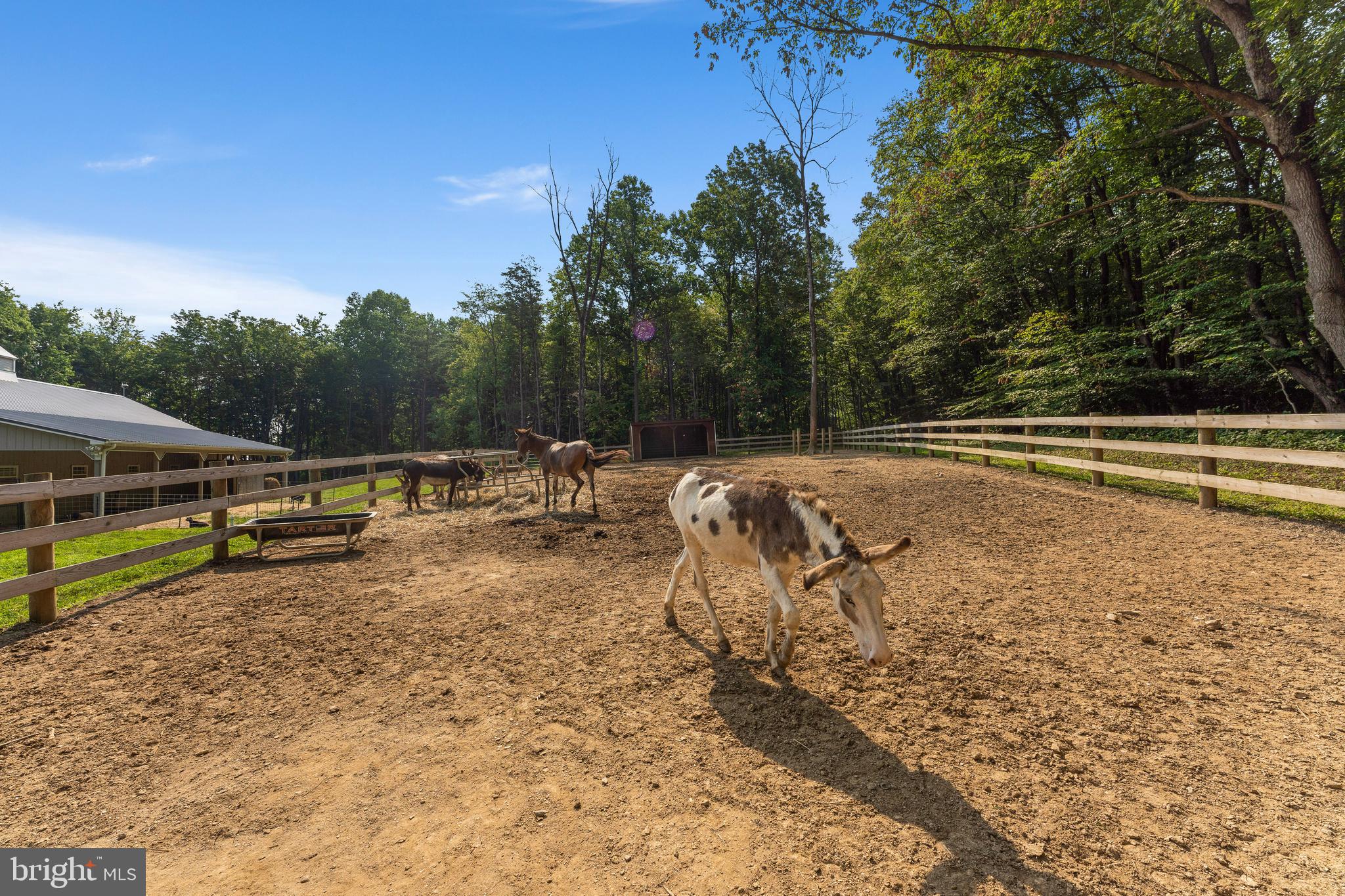 4346 Basford Road Frederick, MD 21703 - Photo 34 of 149 Perfect for easy keepers like the donkeys