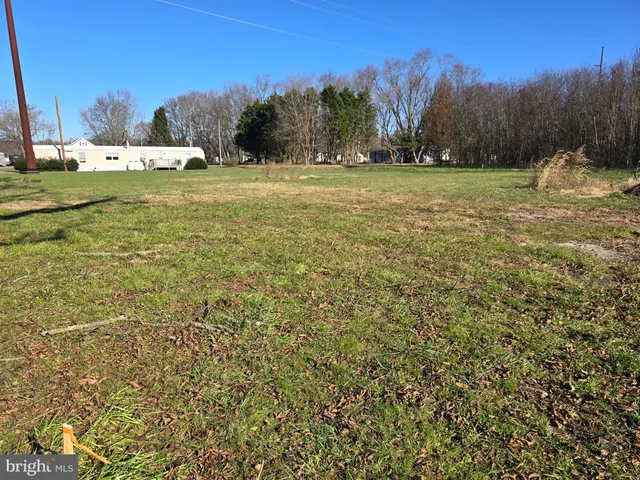 a view of large trees with a yard