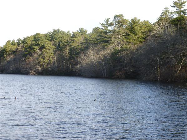 71 Harju Road Centerville, MA 02632 - Photo 7 of 8 Gallery Image 7
