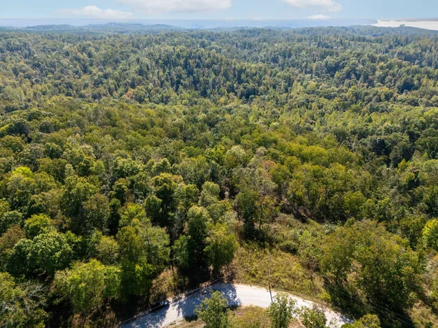 a view of a forest with a street