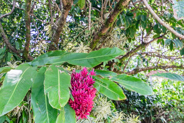 $849,000 | 16 Haaheo Road, Hilo, HI 96720