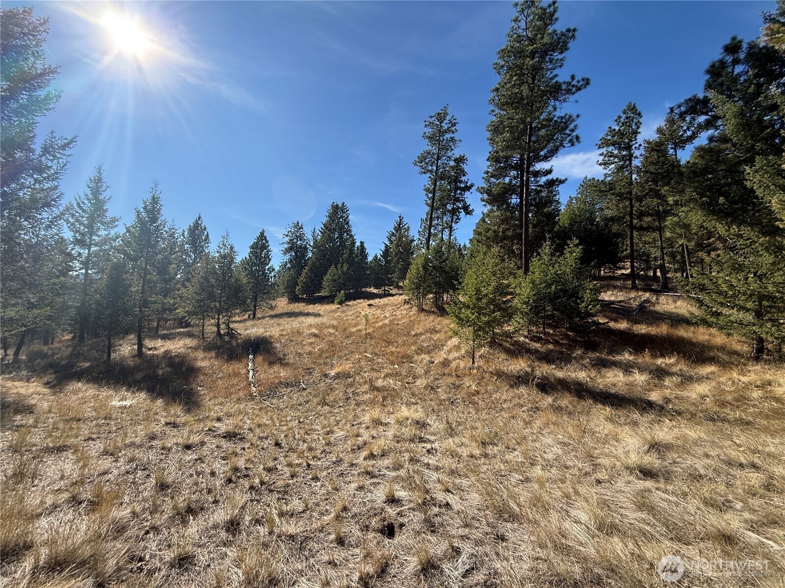 9999 Shade Tree Road Republic, WA 99166 - Photo 13 of 22 a view of a dry yard with trees