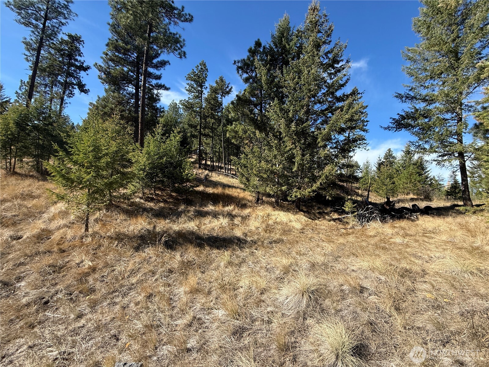 9999 Shade Tree Road Republic, WA 99166 - Photo 14 of 22 a view of a yard with trees
