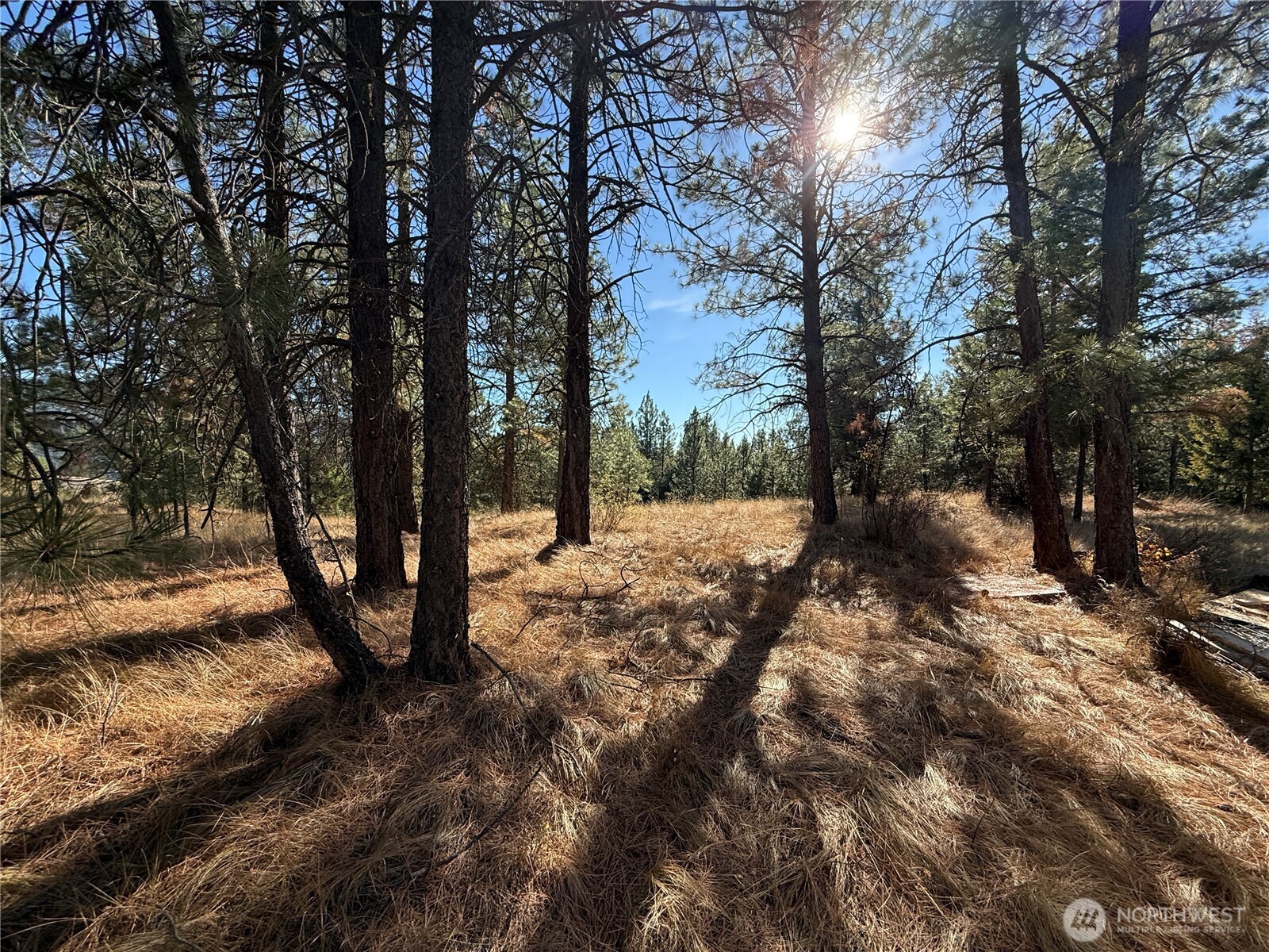 9999 Shade Tree Road Republic, WA 99166 - Photo 22 of 22 a view of a forest with trees
