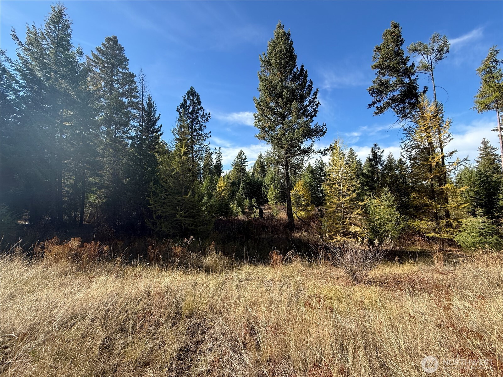 9999 Shade Tree Road Republic, WA 99166 - Photo 3 of 22 a view of outdoor space with trees all around