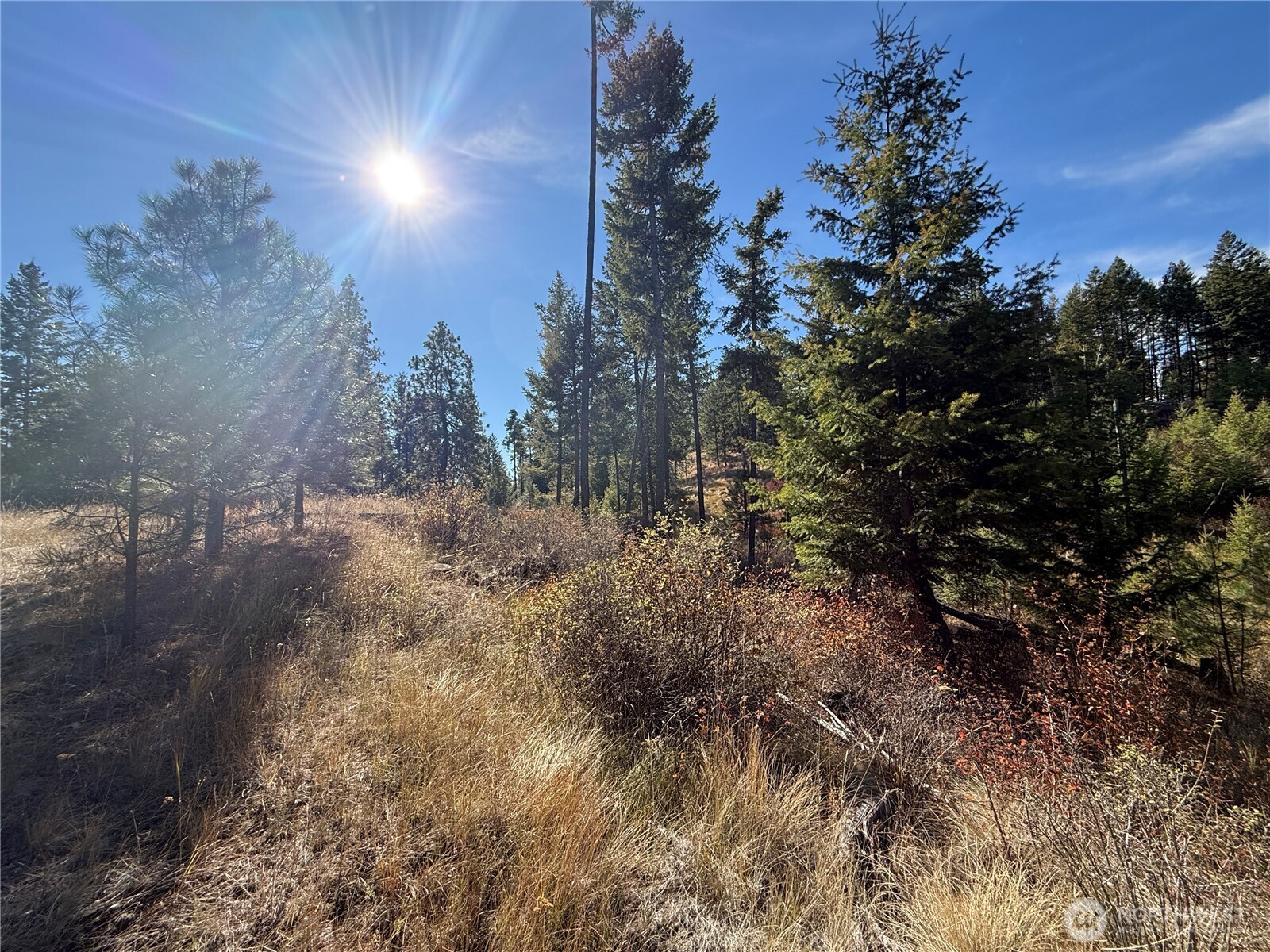 9999 Shade Tree Road Republic, WA 99166 - Photo 5 of 22 a view of a yard with a tree