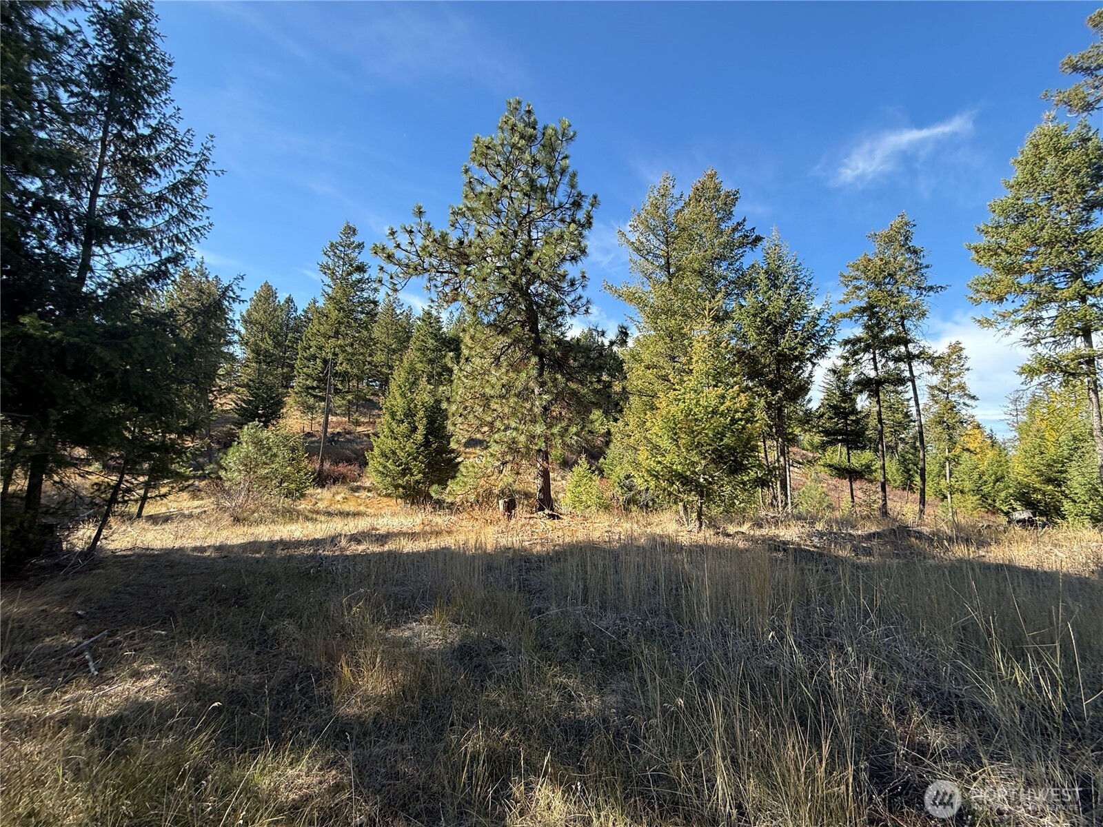 9999 Shade Tree Road Republic, WA 99166 - Photo 7 of 22 a view of a yard with a tree