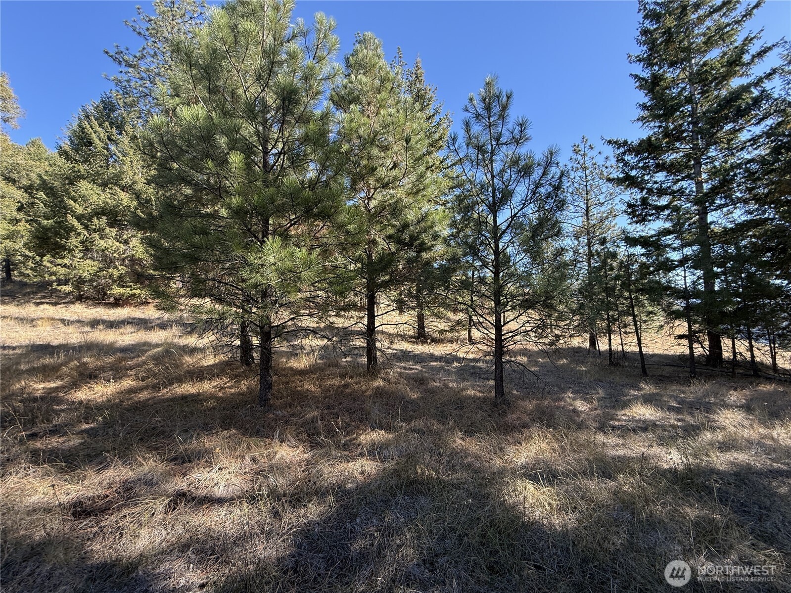 9999 Shade Tree Road Republic, WA 99166 - Photo 9 of 22 a view of a yard with a tree