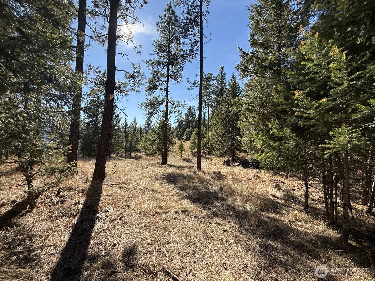 9999 Shade Tree Road Republic, WA 99166 - Photo 10 of 22 a view of a yard with trees