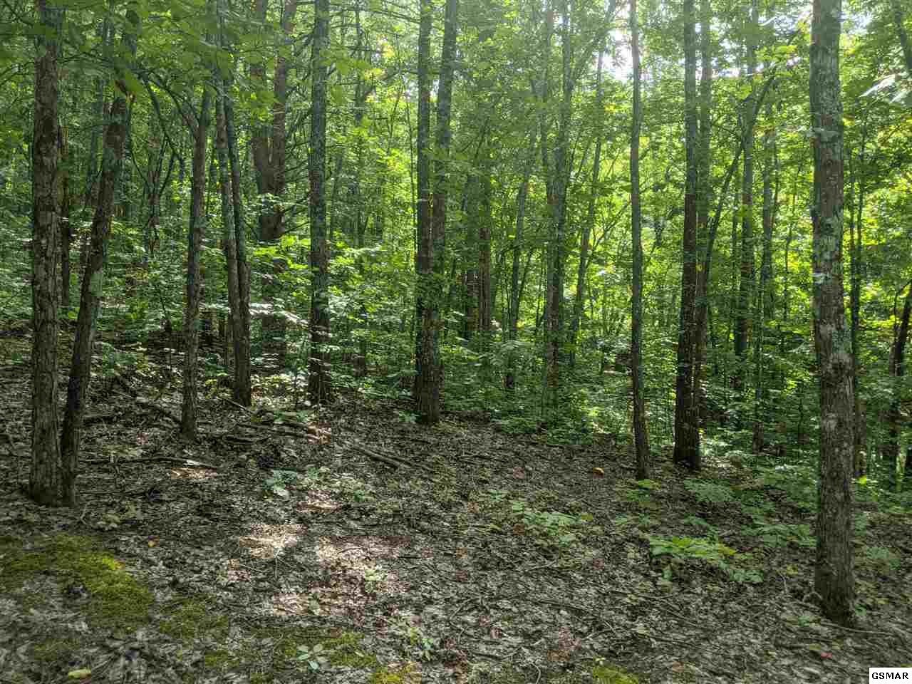 0 Blue Springs Road Strawberry Plains, TN 37871 - Photo 24 of 31 Gallery Image 24