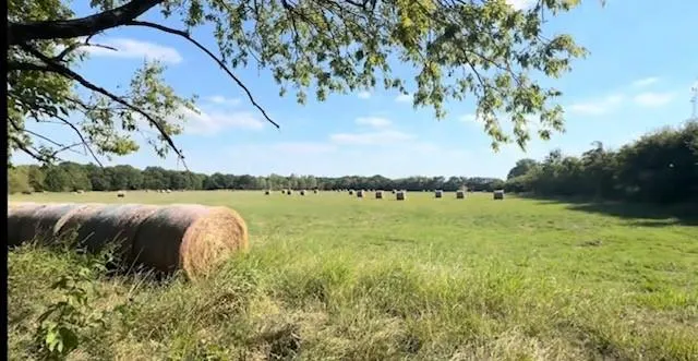 a view of a dry yard with plants and large trees