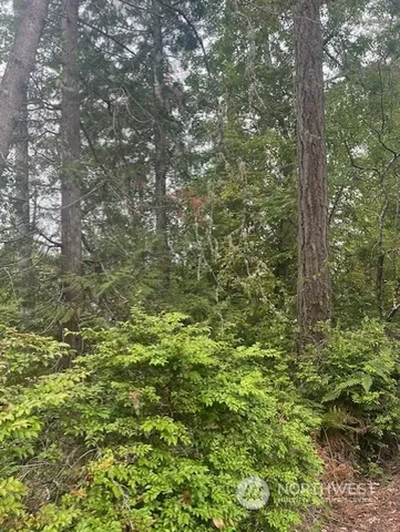 a view of a lush green forest