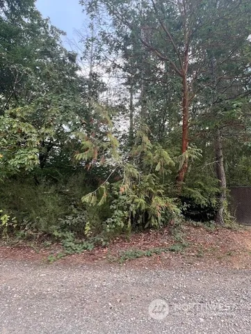 a view of a forest with trees in the background