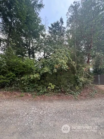 a view of a forest with lots of trees