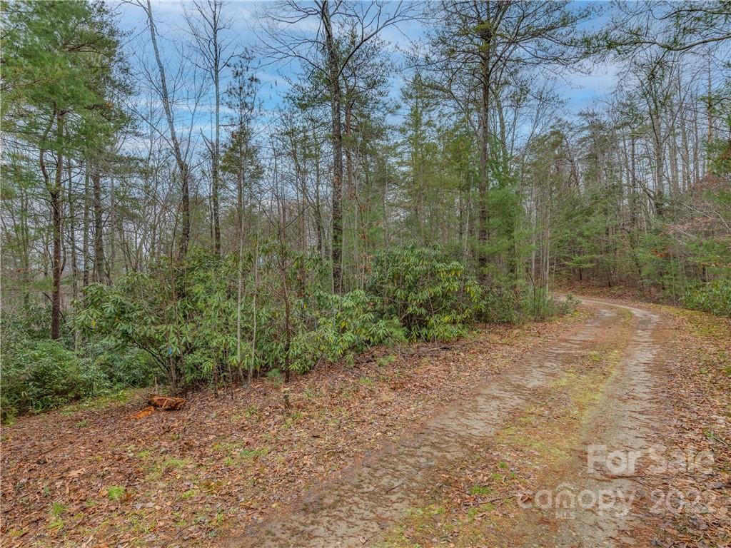 Lot 14 Staton Ridge Road Saluda, NC 28773 - Photo 1 of 13 a view of a forest with trees