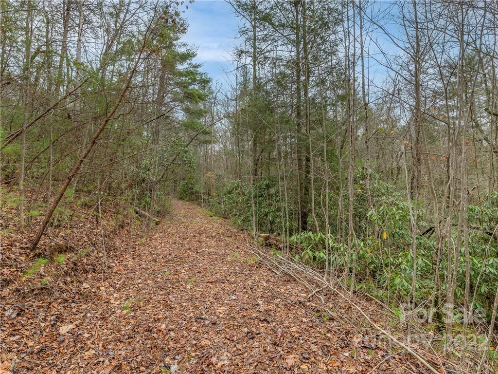 Lot 14 Staton Ridge Road Saluda, NC 28773 - Photo 11 of 13 a view of a forest with trees in the background