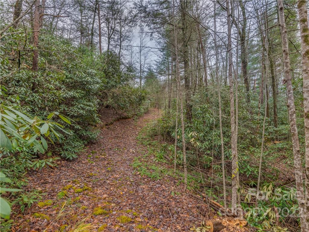 Lot 14 Staton Ridge Road Saluda, NC 28773 - Photo 12 of 13 a view of a forest