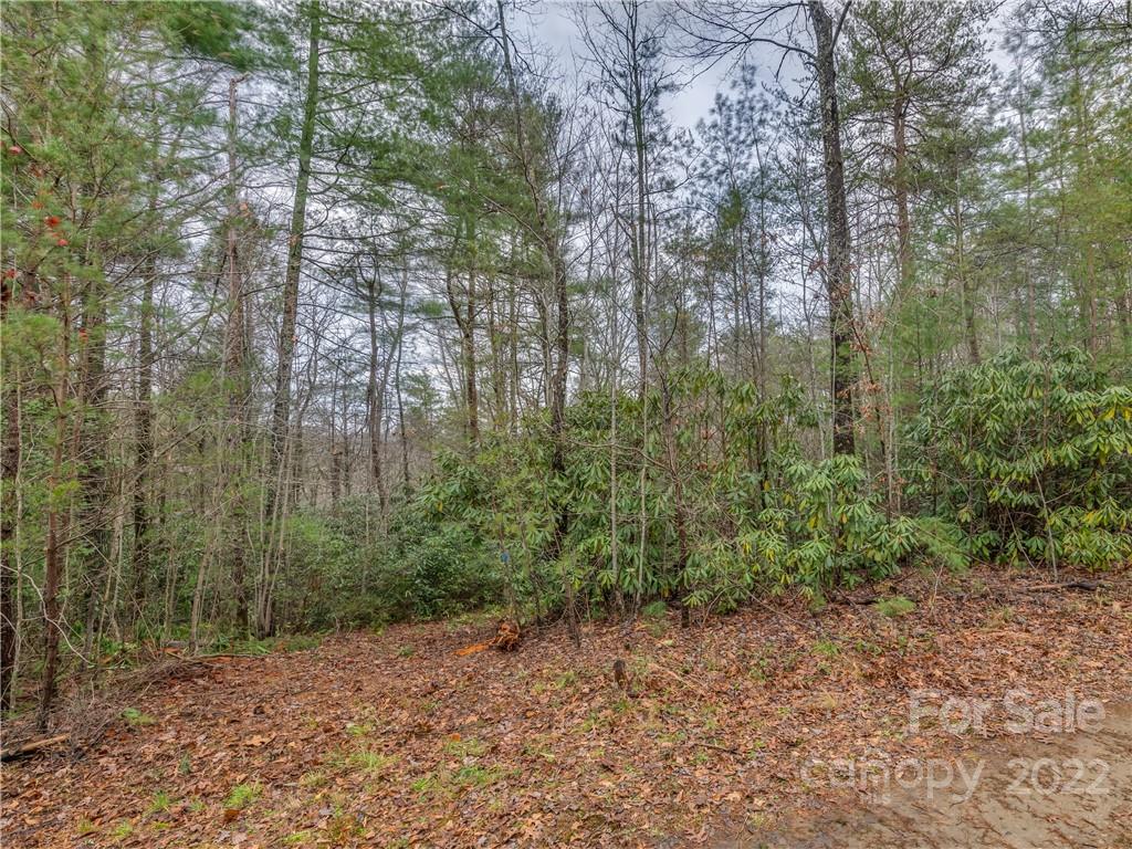 Lot 14 Staton Ridge Road Saluda, NC 28773 - Photo 13 of 13 a view of a forest with trees in the background