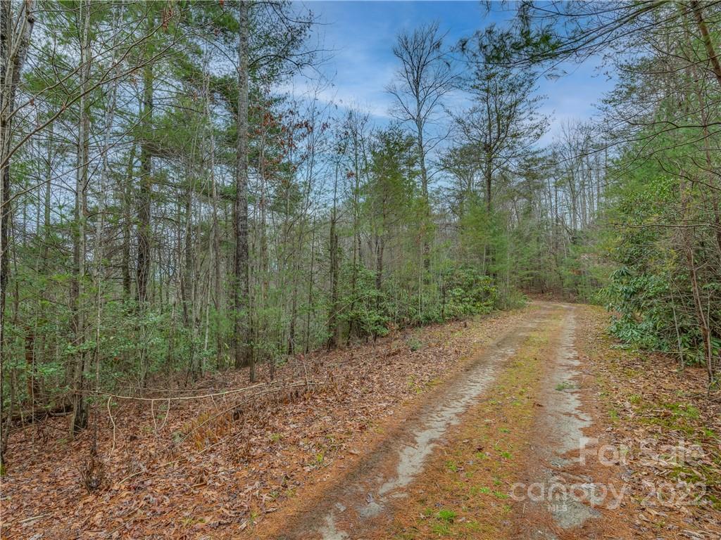 Lot 14 Staton Ridge Road Saluda, NC 28773 - Photo 2 of 13 a view of a forest with trees