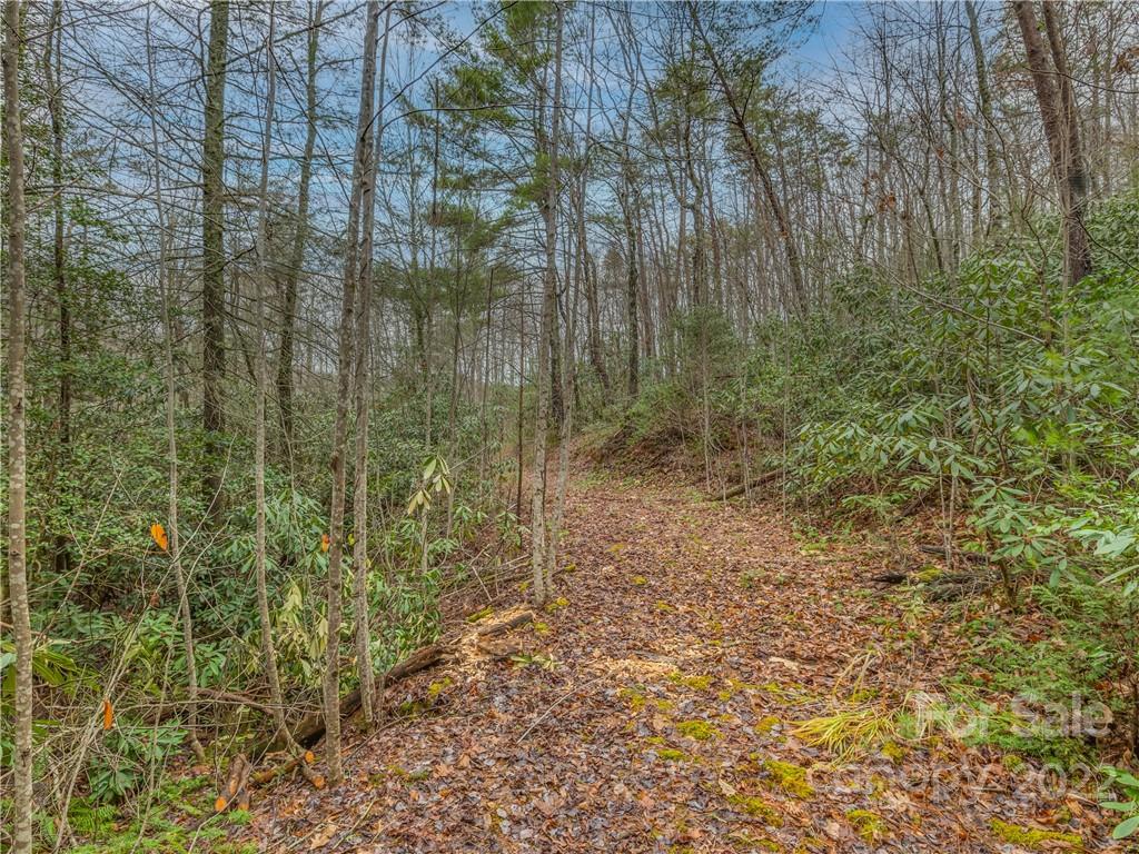 Lot 14 Staton Ridge Road Saluda, NC 28773 - Photo 3 of 13 a view of a forest with a tree