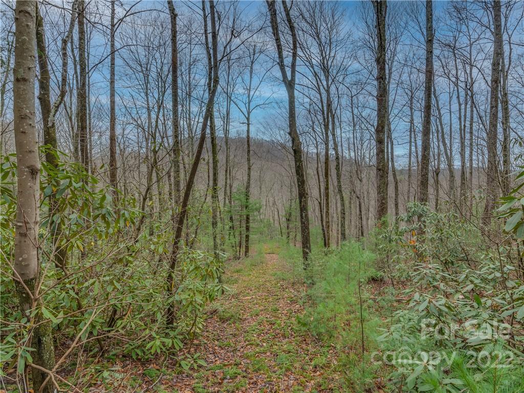 Lot 14 Staton Ridge Road Saluda, NC 28773 - Photo 5 of 13 a view of a garden