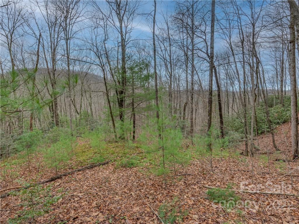Lot 14 Staton Ridge Road Saluda, NC 28773 - Photo 6 of 13 a view of a forest with trees