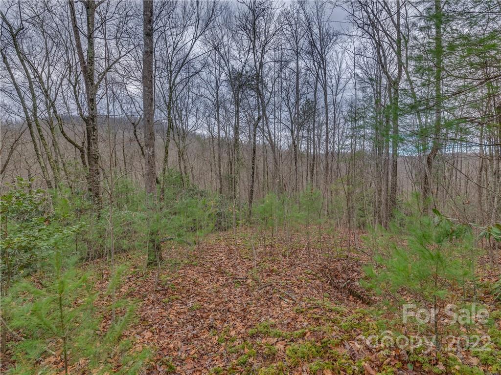 Lot 14 Staton Ridge Road Saluda, NC 28773 - Photo 8 of 13 a view of a garden