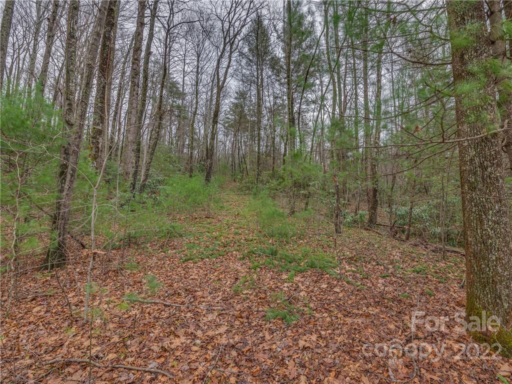 Lot 14 Staton Ridge Road Saluda, NC 28773 - Photo 9 of 13 a view of a forest with trees in the background