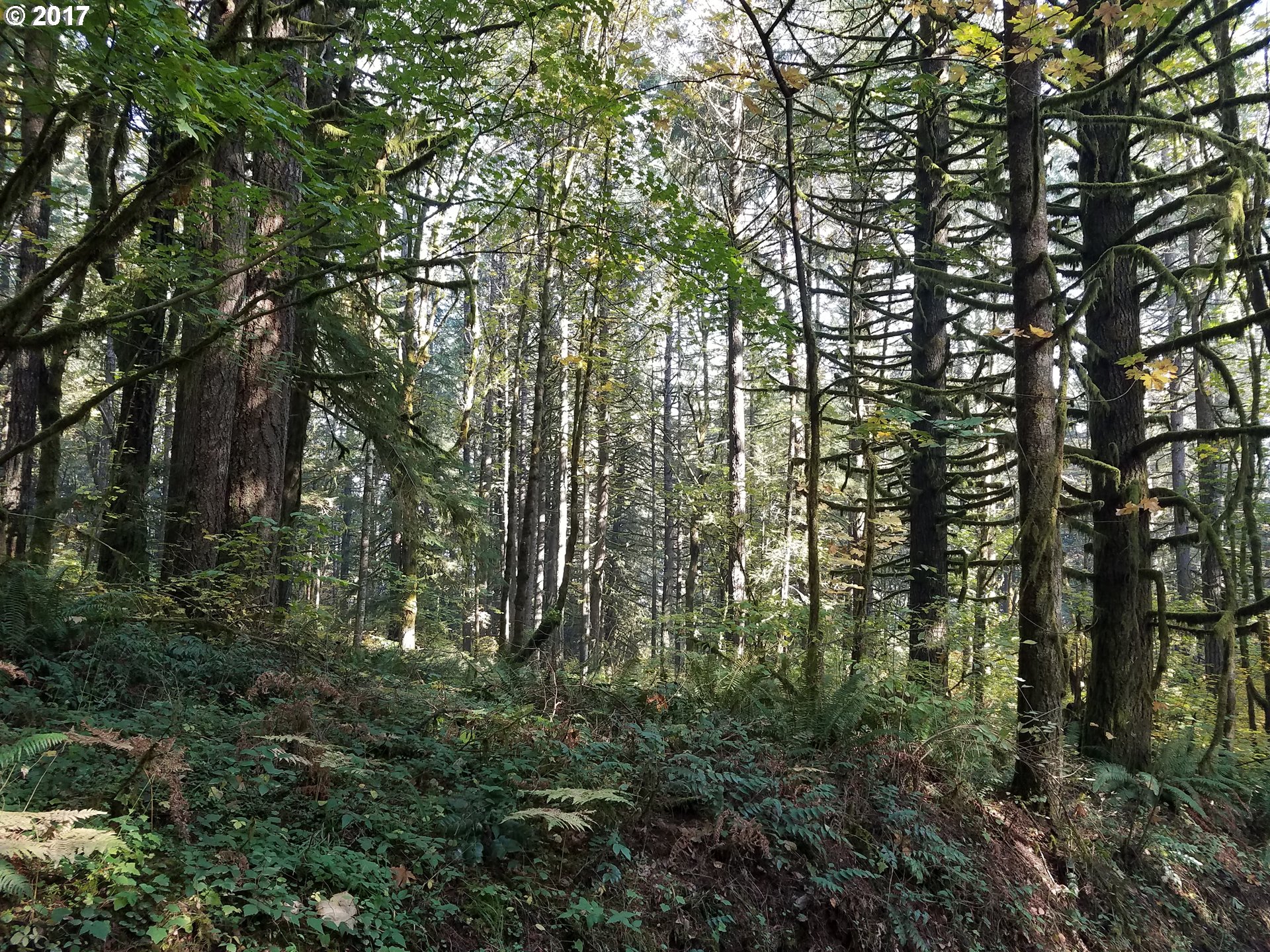 Northwest Dingheiser Road Banks, OR 97106 - Photo 4 of 9 Gallery Image 4