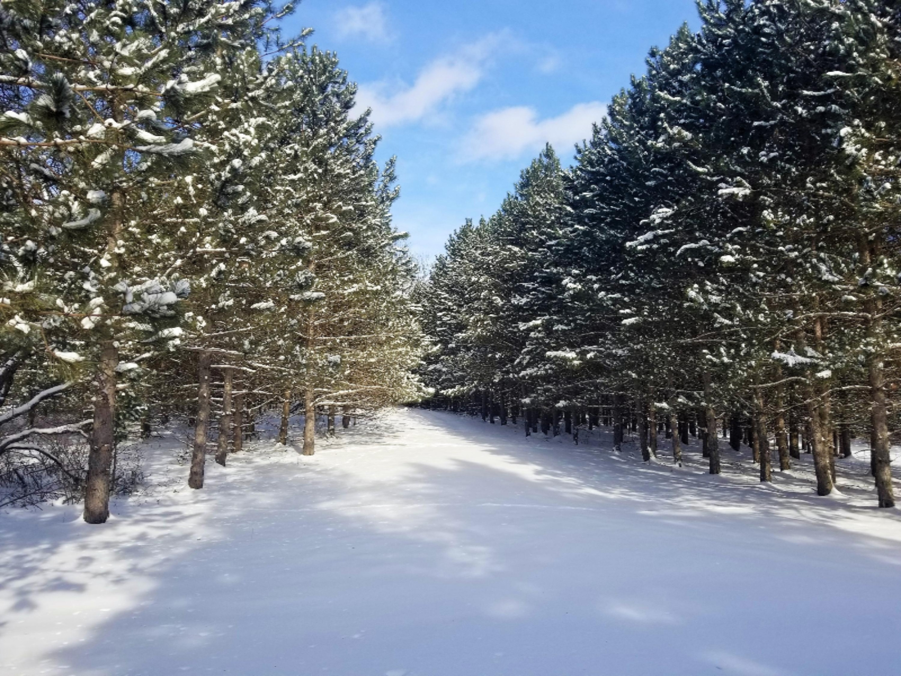 3917 East 14 Mile Road Paris, MI 49338 - Photo 8 of 15 20180205_131414