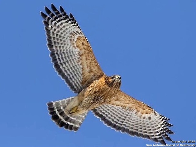 43 Lost Valley Boerne, TX 78006 - Photo 56 of 61 a view of staircase with white walls