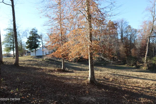a view of a tree in the middle of a yard